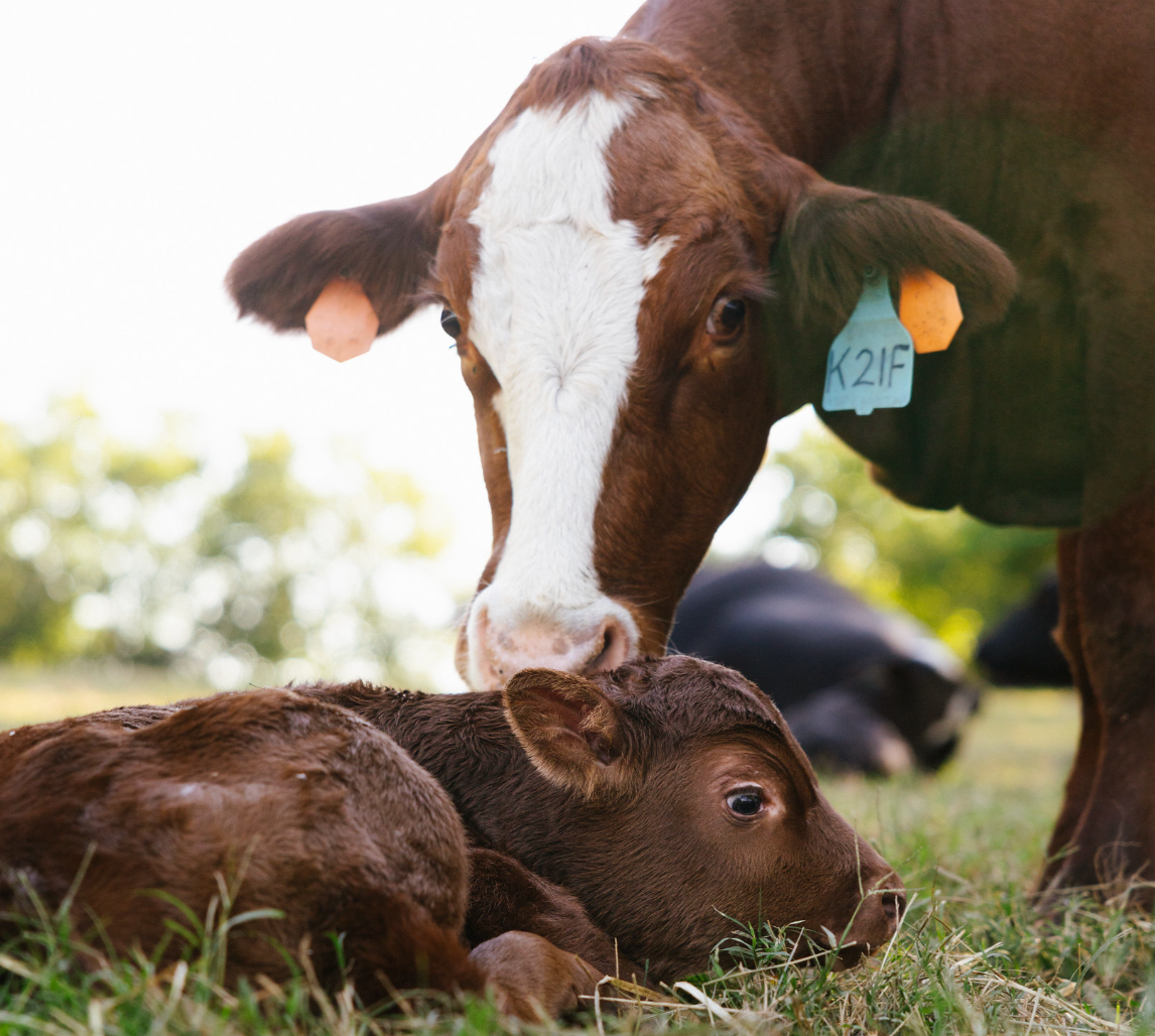 A Doozy of a Cattle Sale, New Calves, and Happy Accidents