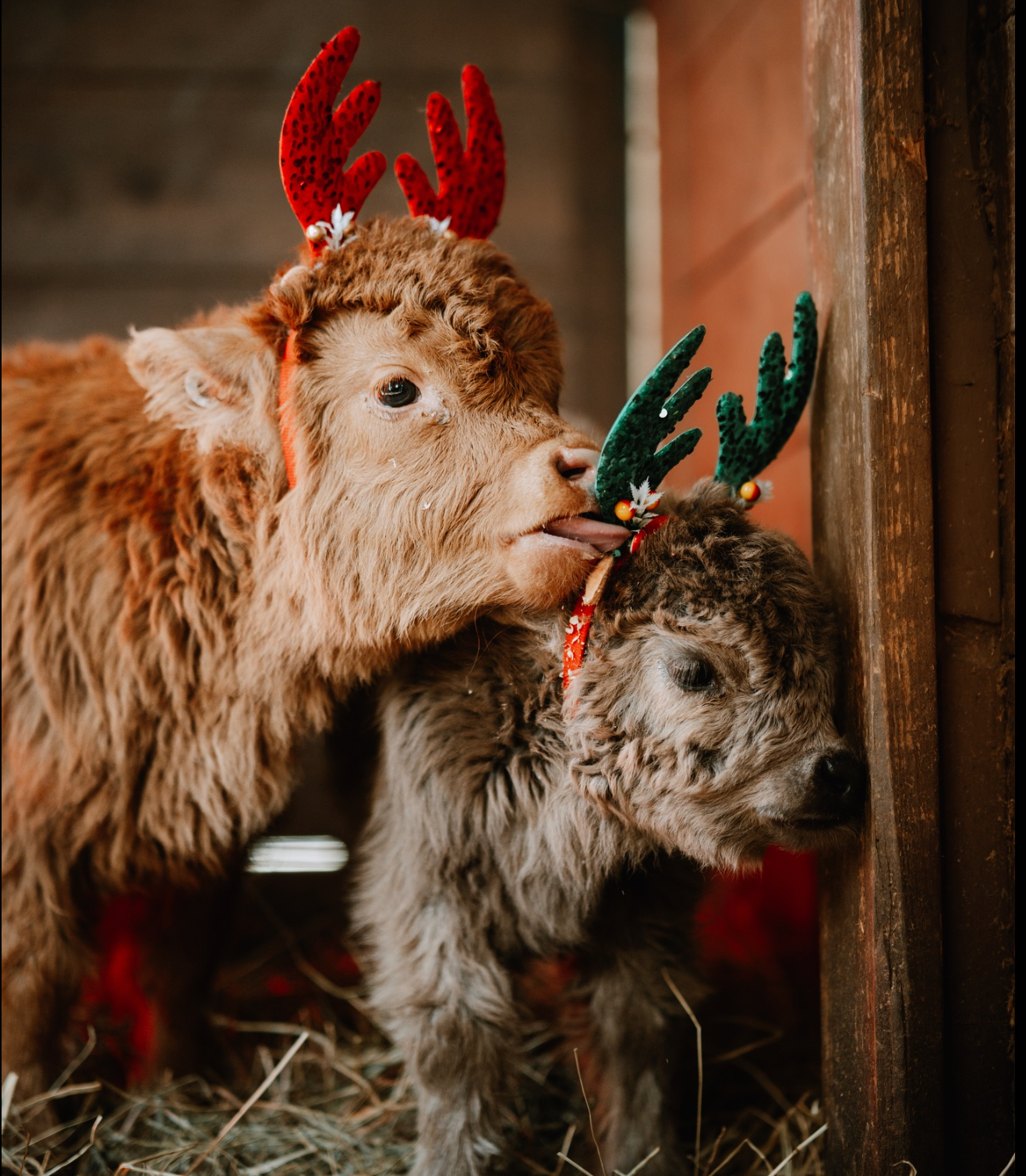 Katie Van Slyke Black Friday Deals!