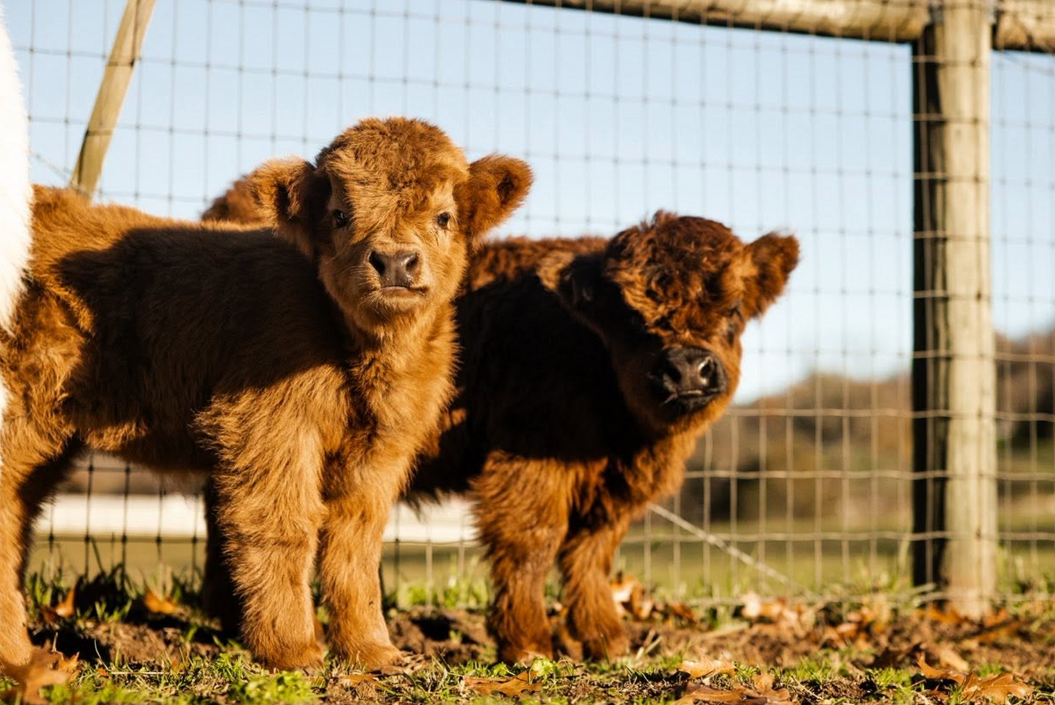 How Big Do Mini Highland Cows Get