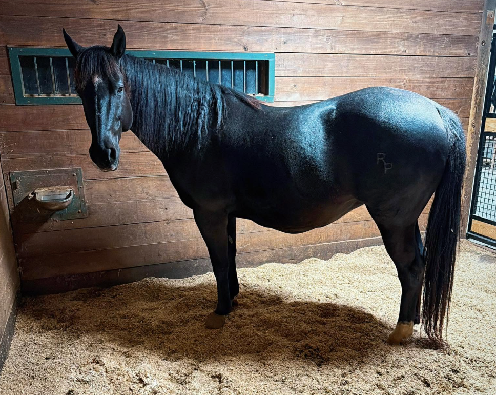 How Long Is a Horse Pregnant