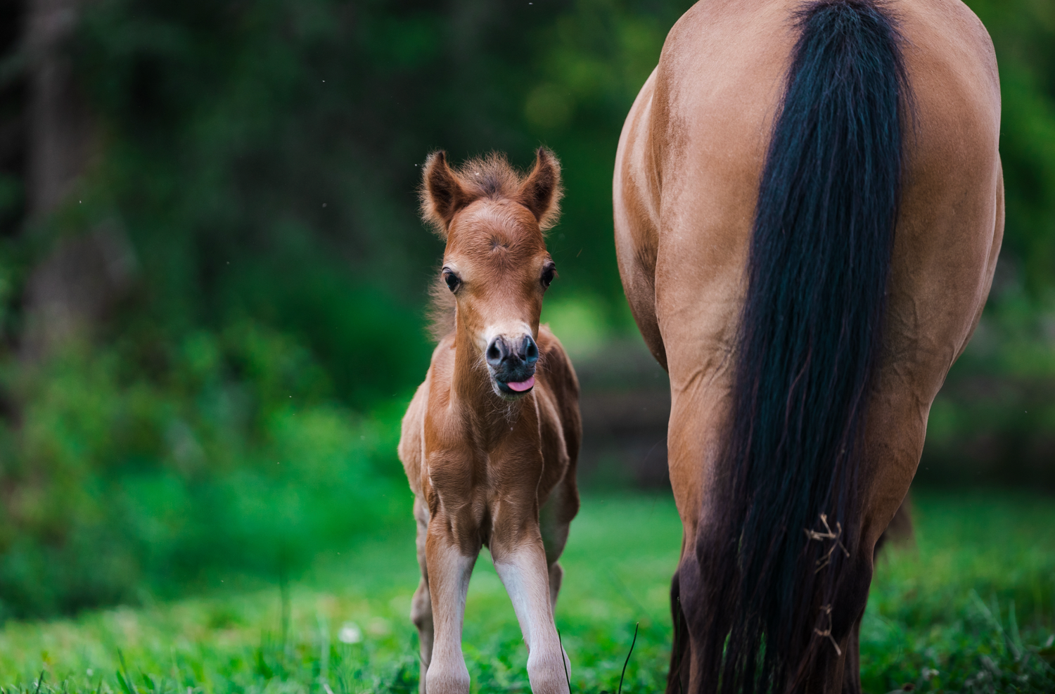 The First Mini Colt at Running Springs!