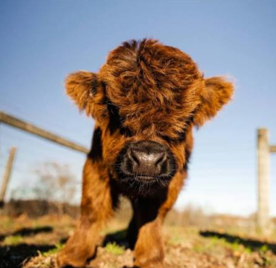 Fluffy Cow Breeds