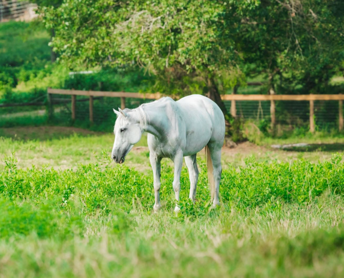 What Do Horses Eat