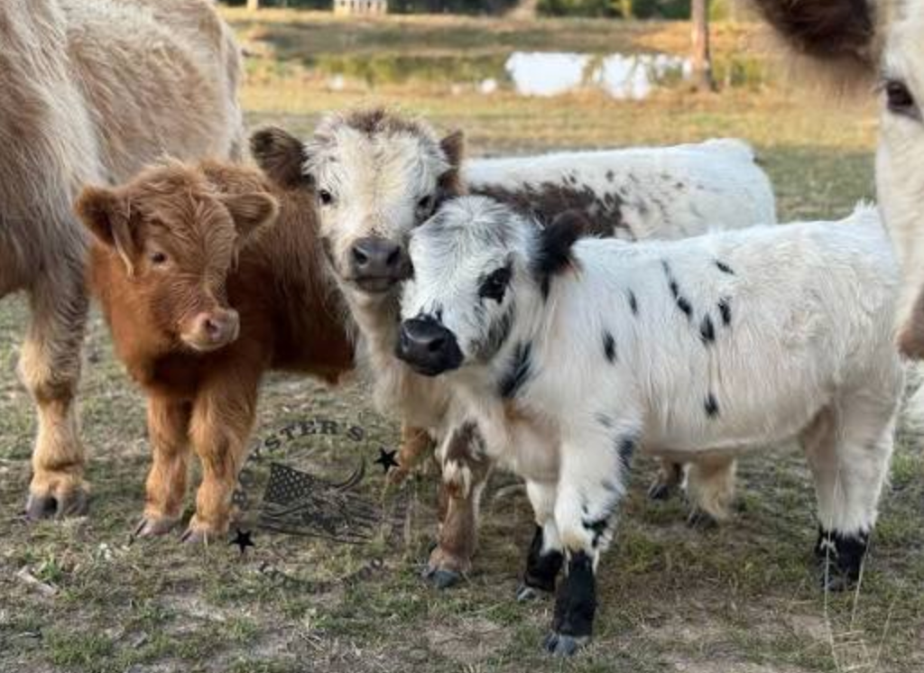Mini cow care