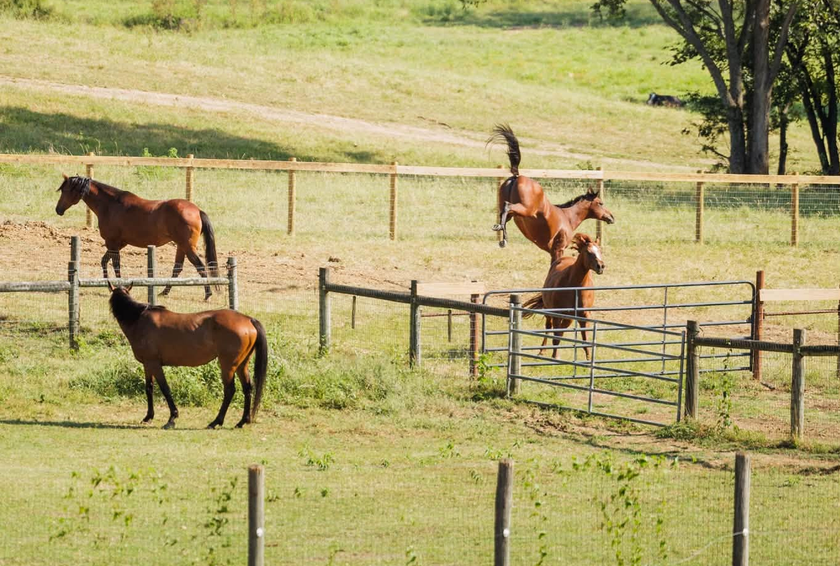 Paddock vs Pasture vs Dry Lot