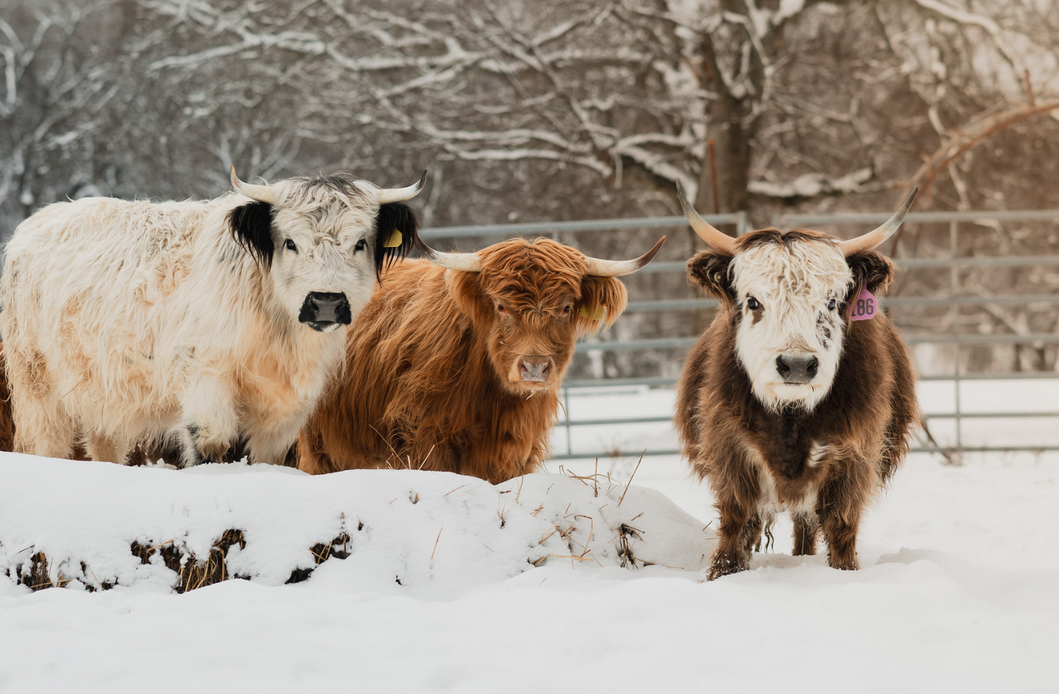 Mini Cow Breeding Begins at Running Springs, A New Chapter!