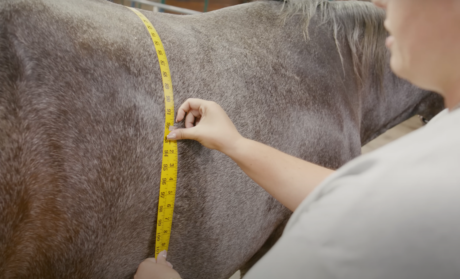 Katie Van Slyke's Horse Breeding Update: Broodmare Bump Date