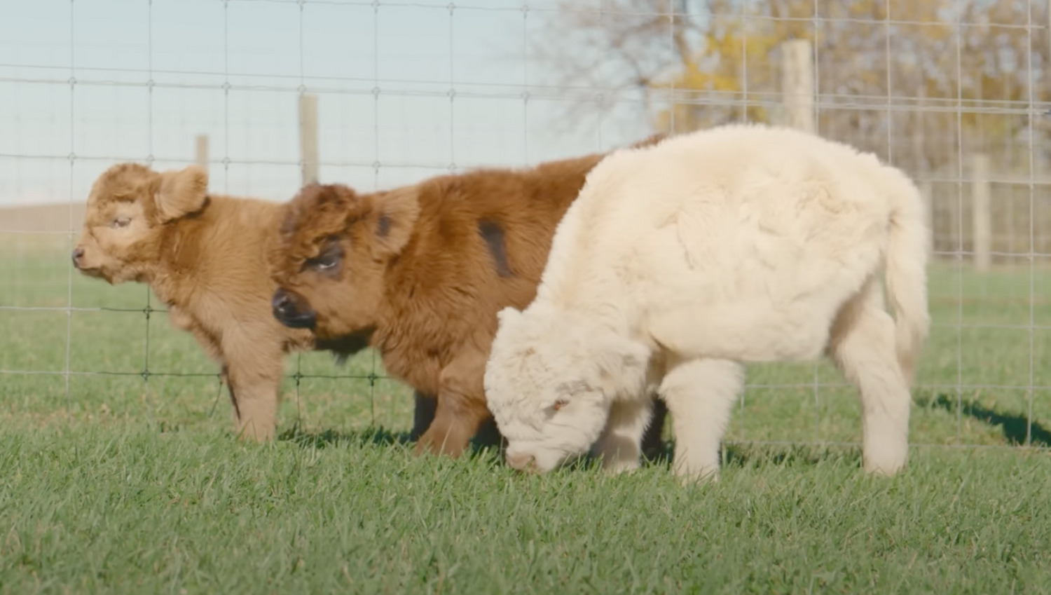 are mini cows good pets