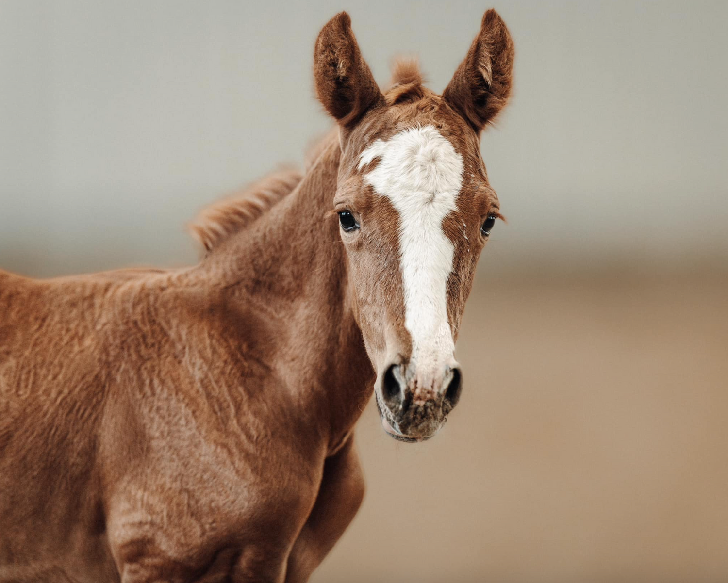 A New Chapter in Horse Breeding: Welcoming Baby Noelle with Katie Van Slyke