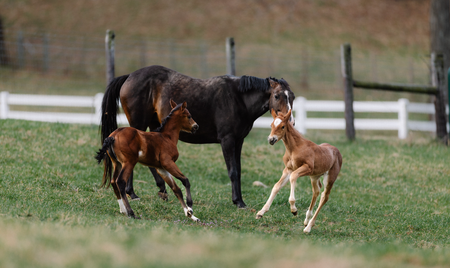 Mare and foals in field