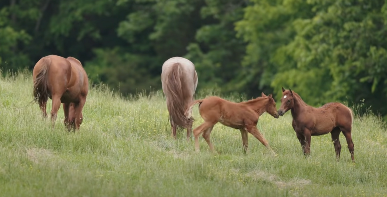 Bittersweet Milestones and New Bonds: Millie Joins the Big Foal Pasture