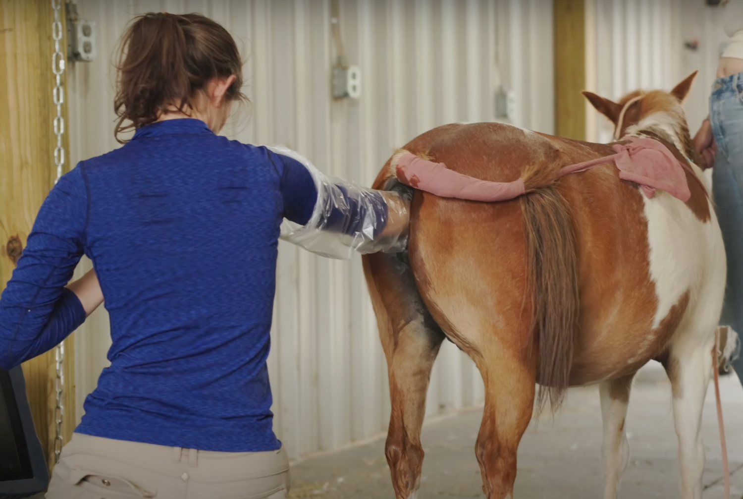 Mini Horse Breeding Update with Katie Van Slyke