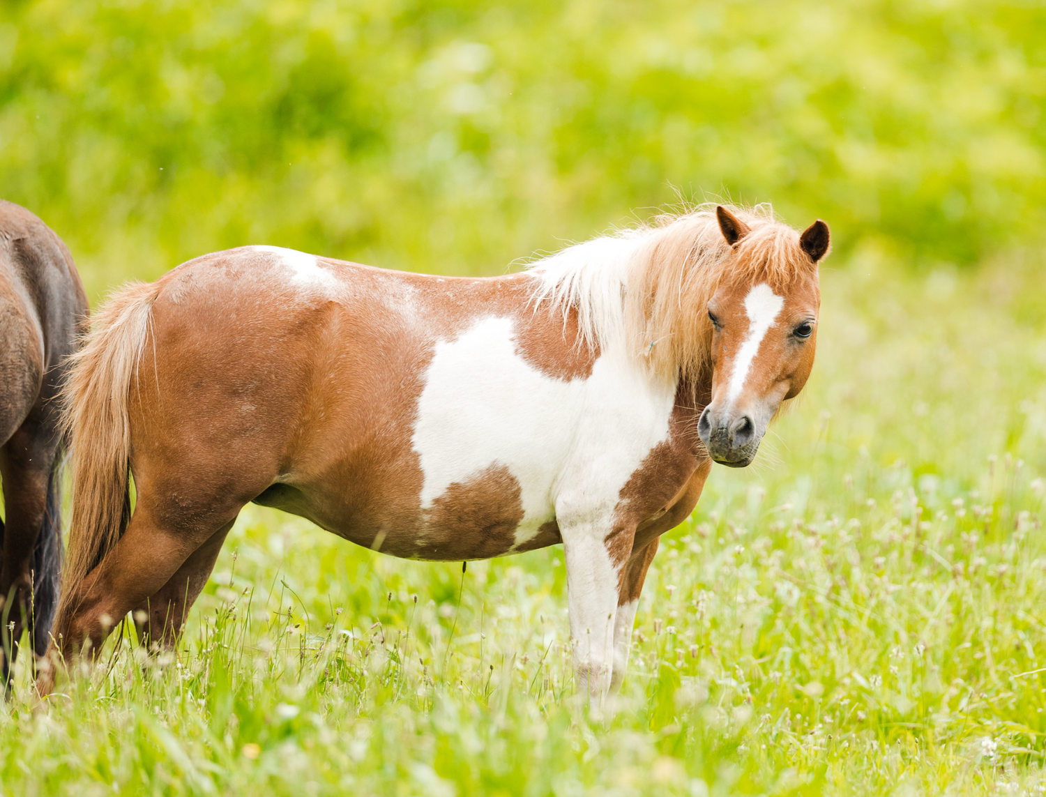 Regina the mini horse