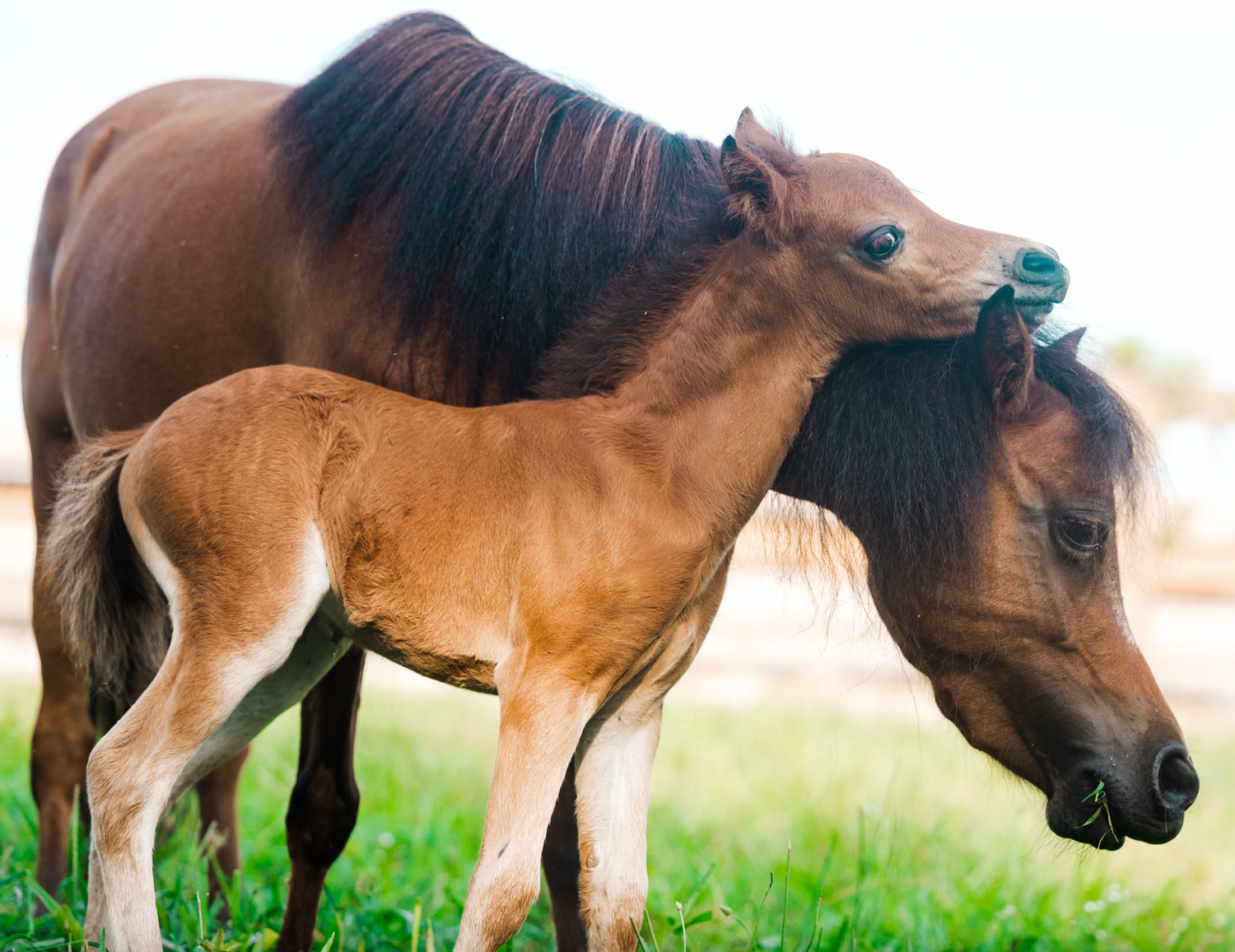 Mini horse with foal