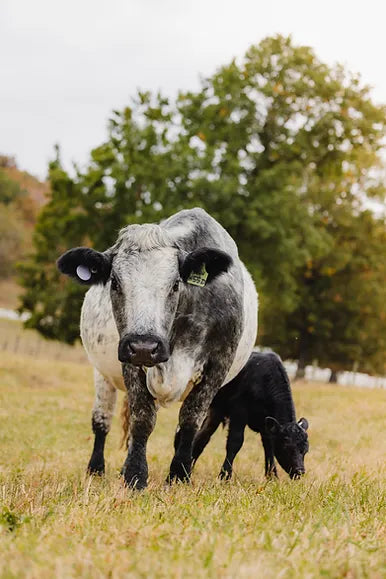 Cow and calf