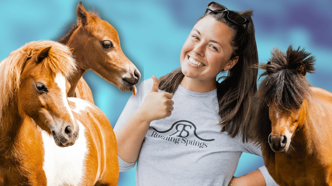 Registered Names of my Mini Horses and Cattle