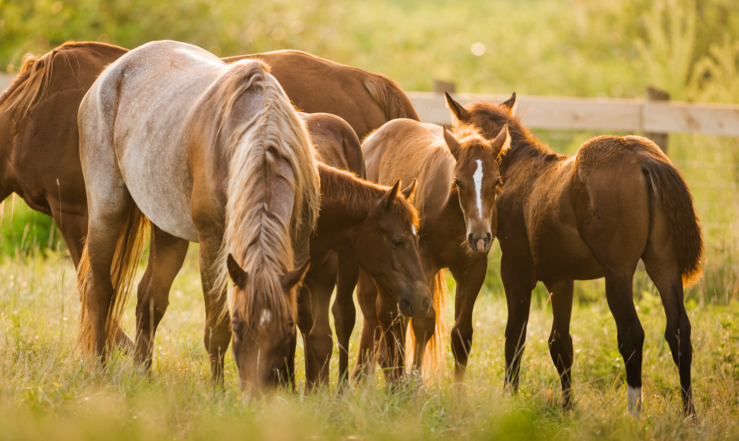 horse breeding terms