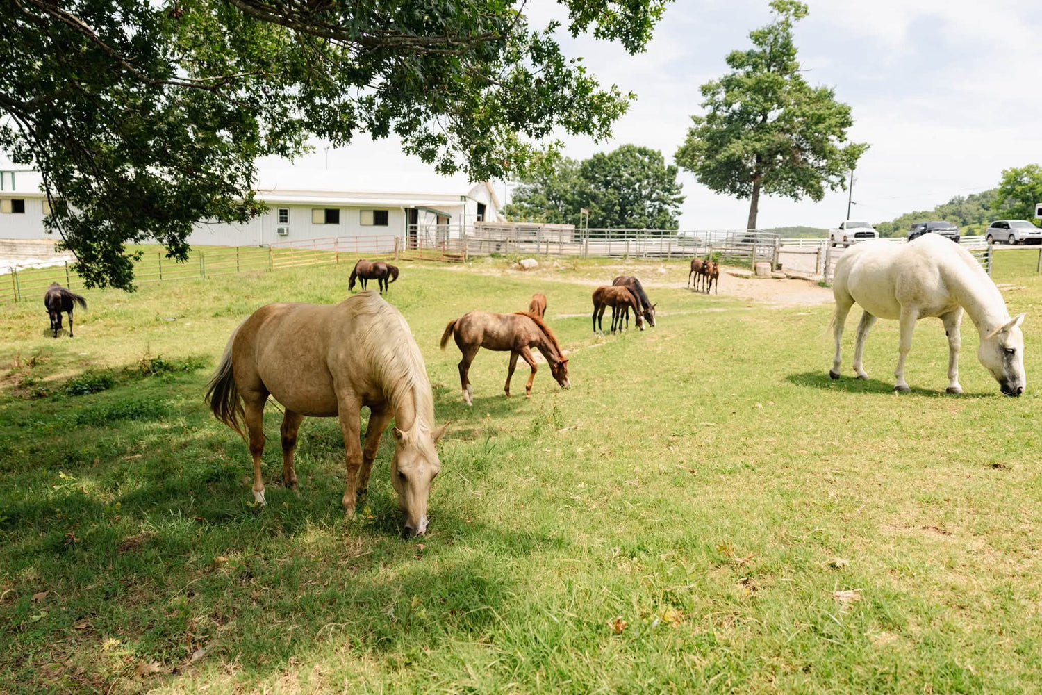 what is a horse paddock