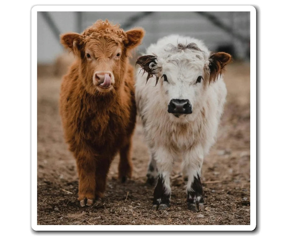 Poppy and Petunia mini cows