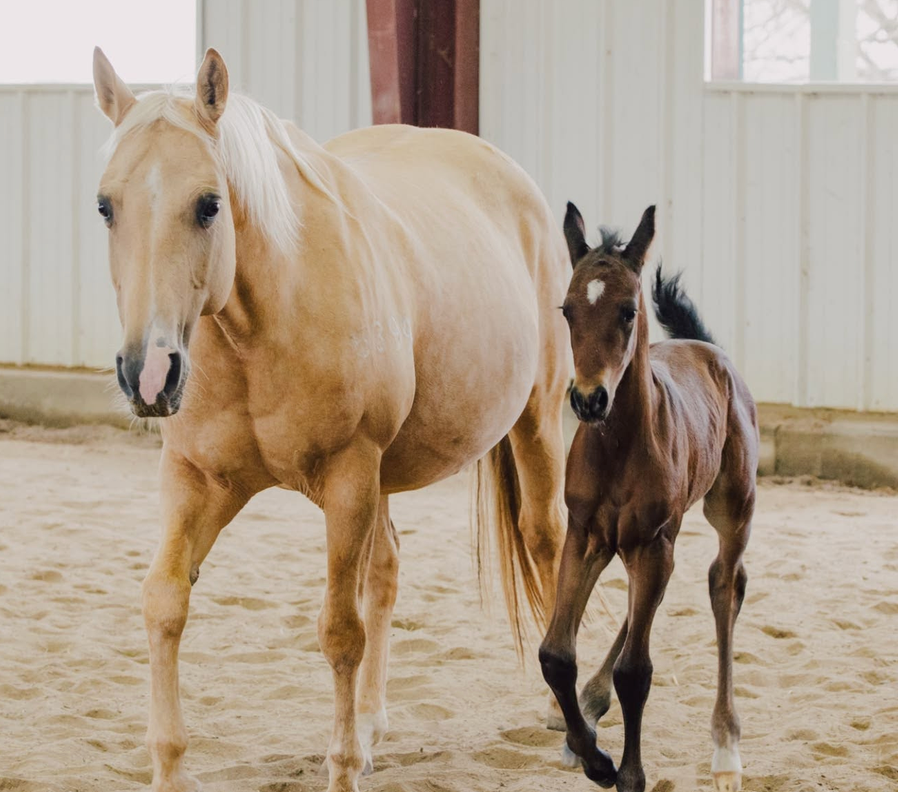 what is progeny in horses
