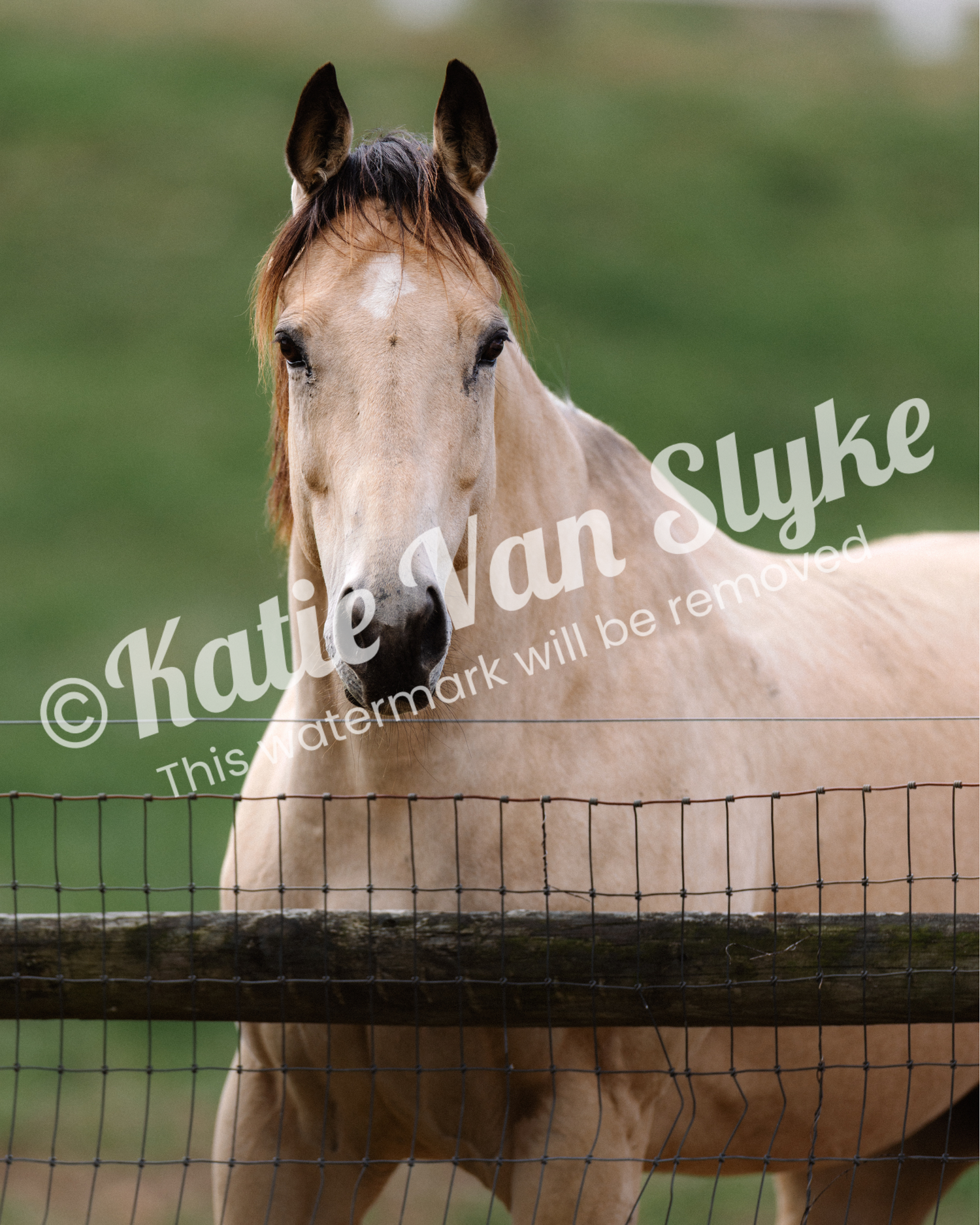 Sophie Digital Download by Katie Van Slyke™