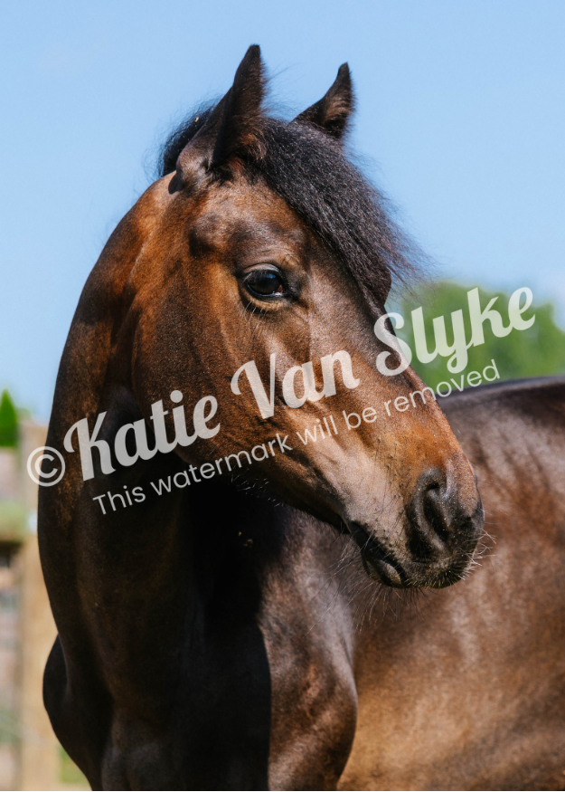 Baby Seven Digital Download by Katie Van Slykeâ„¢