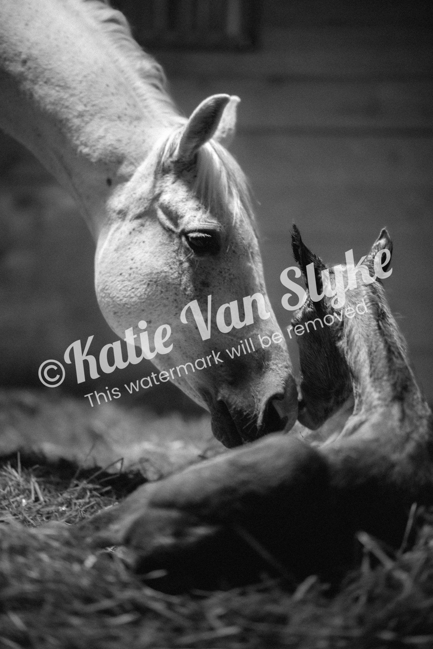 Gracie's Baby Digital Download by Katie Van Slyke™