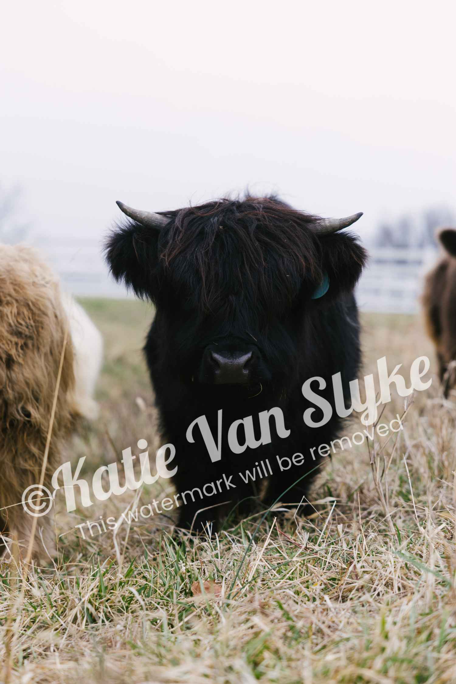 Miss Pepper Digital Download by Katie Van Slyke®