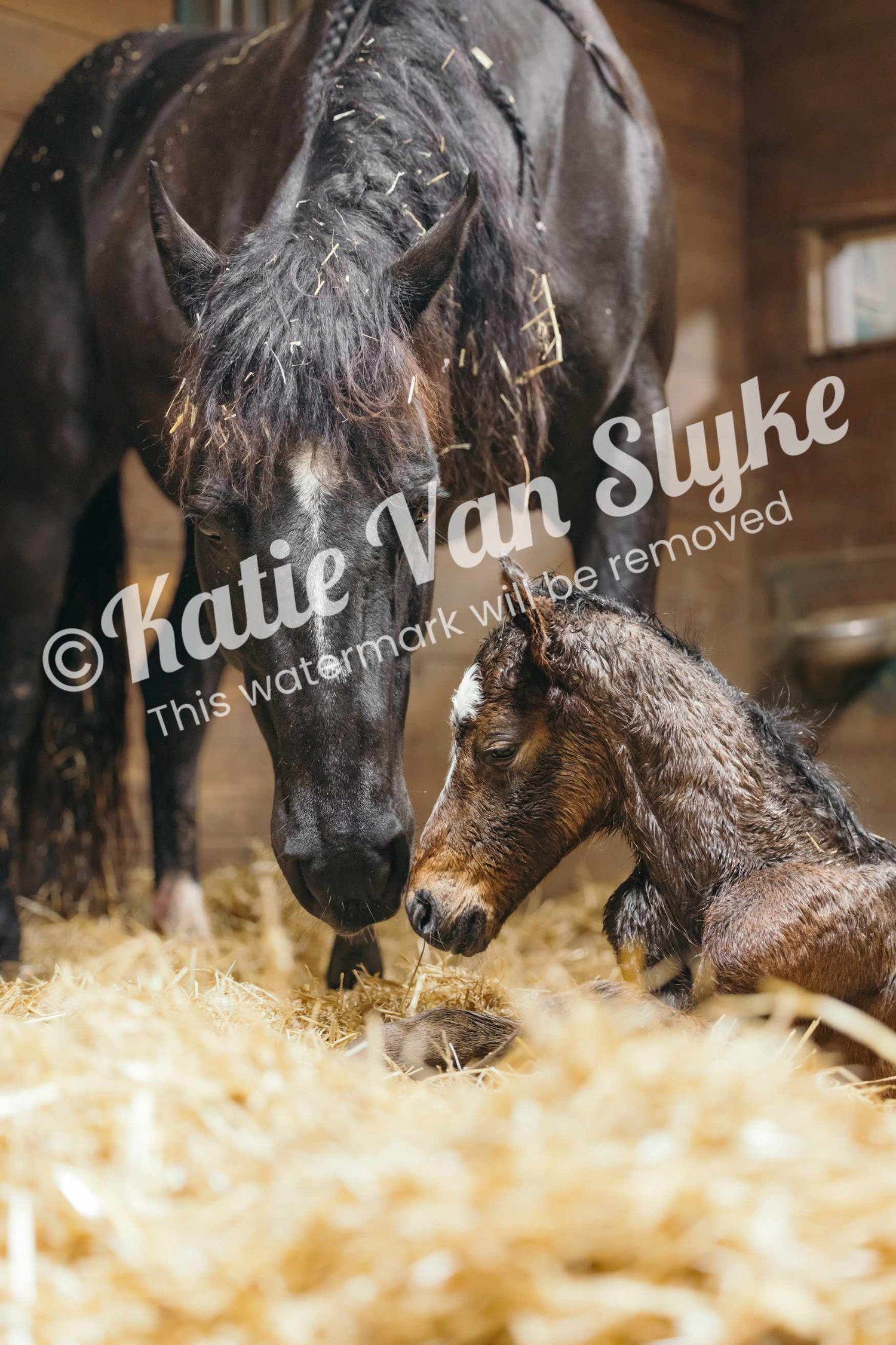 Moose and Mama Digital Download by Katie Van Slyke®