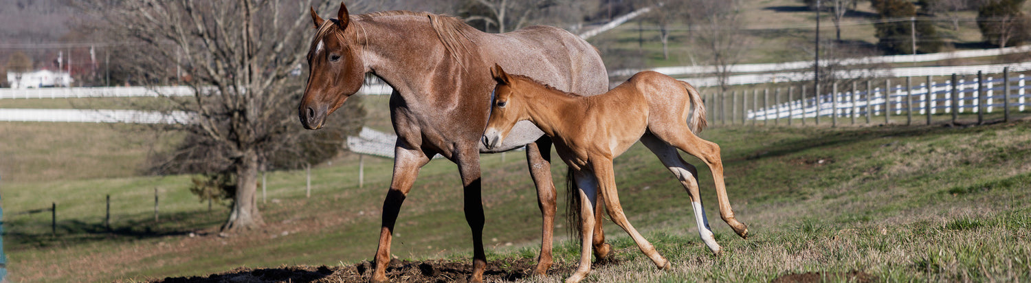 RS_Horses