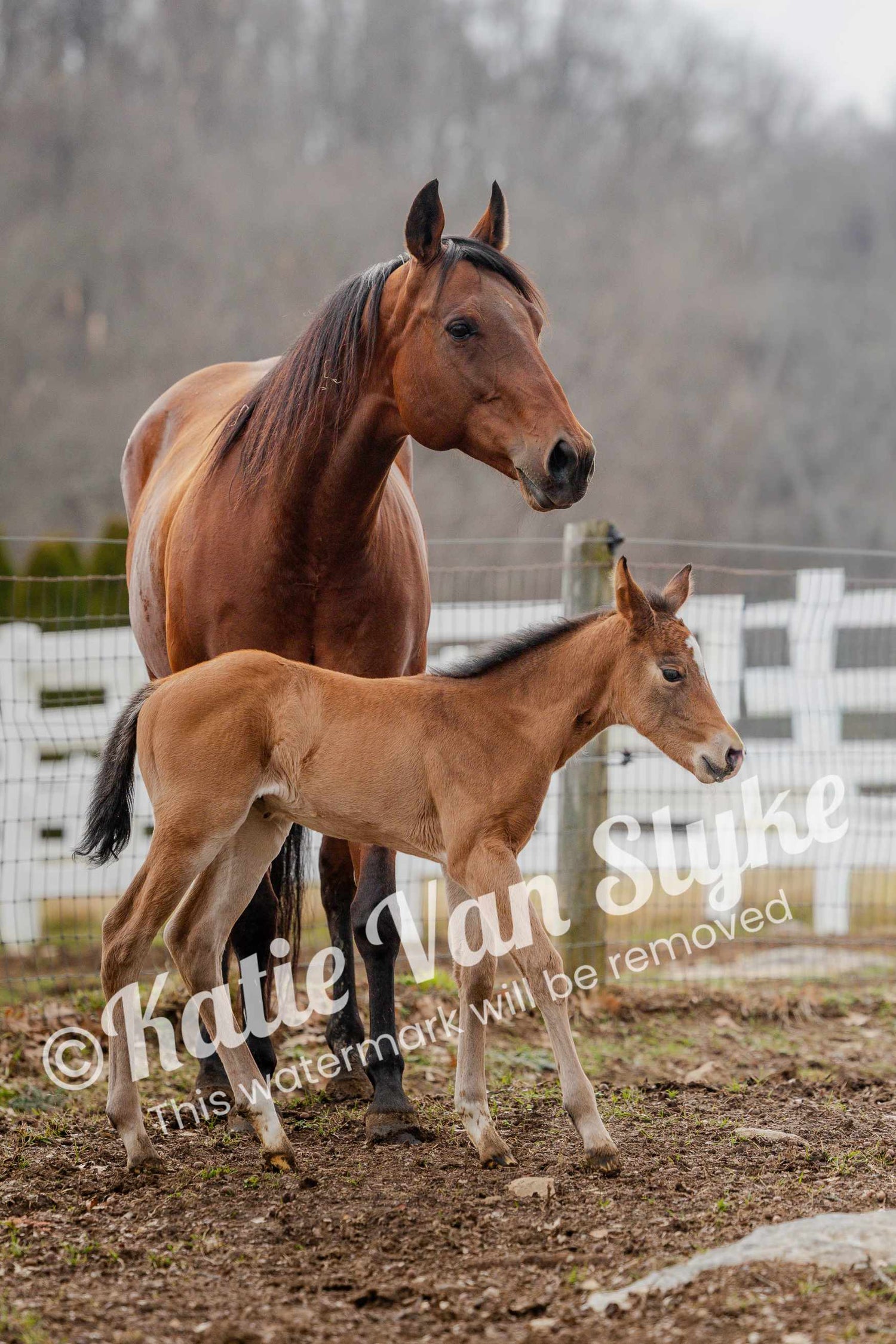 Rikki and Bobbi Digital Download by Katie Van Slyke®