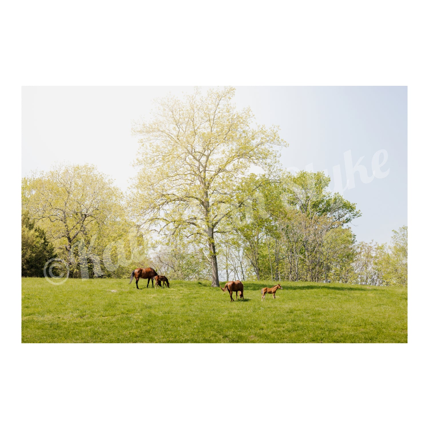 Running Springs Digital Download by Katie Van Slyke