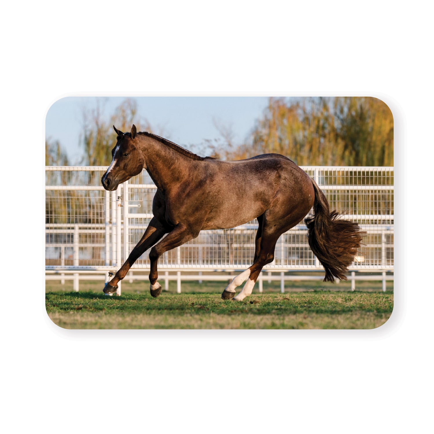 Stallions Sticker 5-Pack by Katie Van Slyke™ First Thingz First