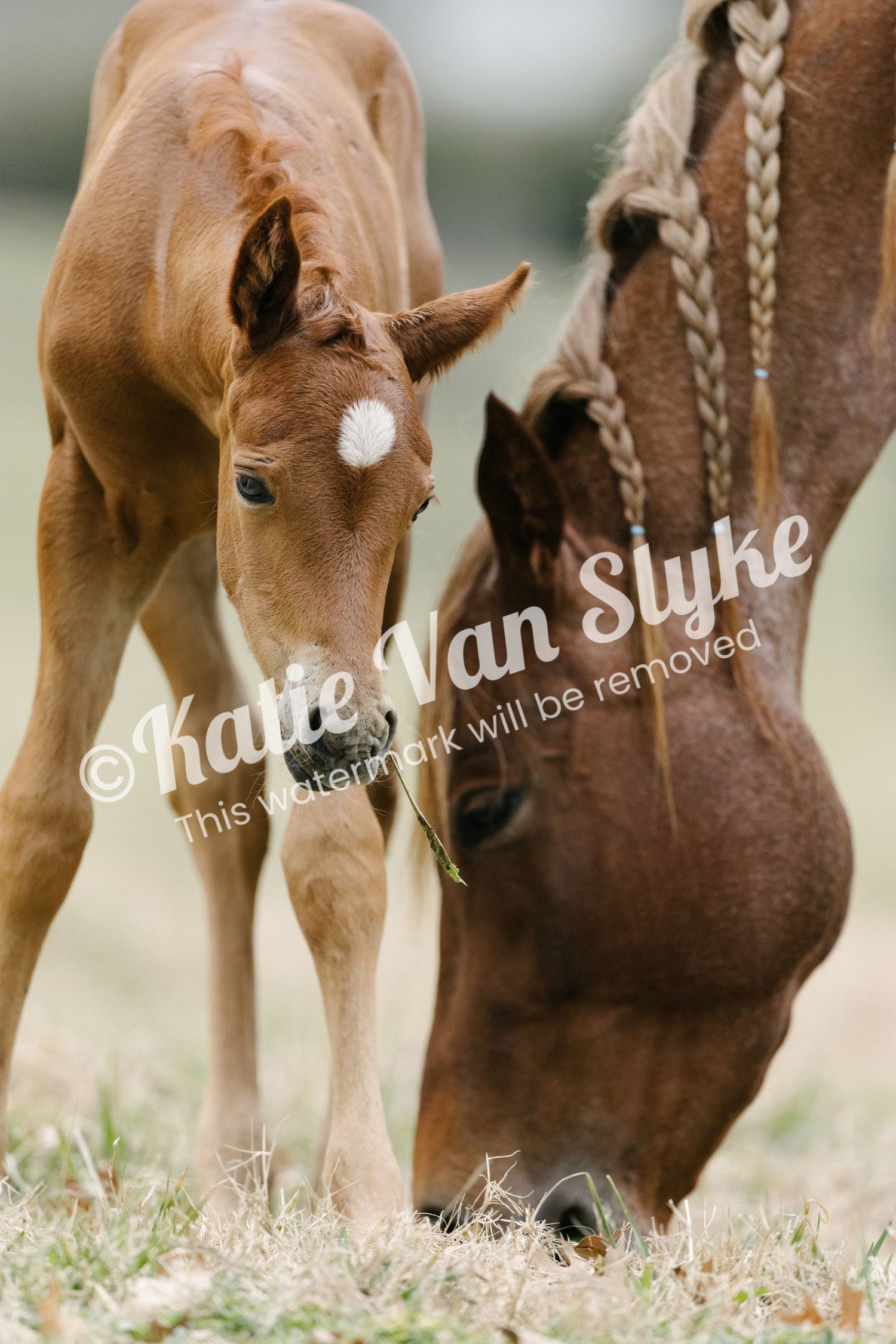 Ted and Ginger Digital Download by Katie Van Slyke™