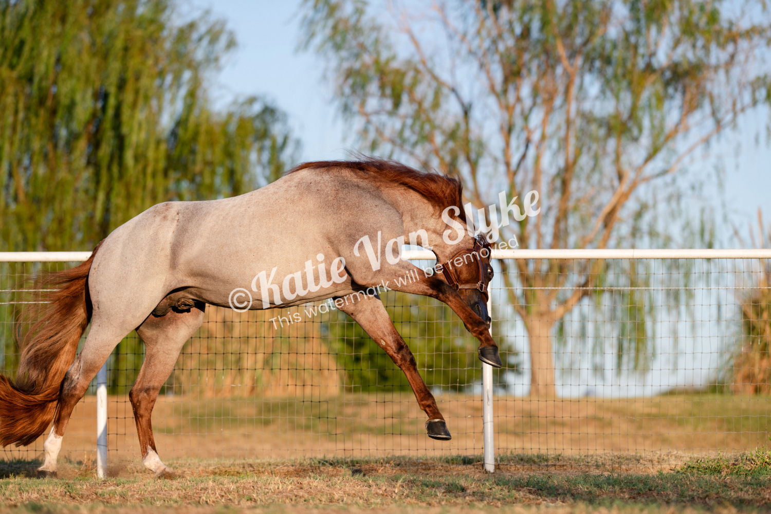VSCR Digital Download by Katie Van Slyke™