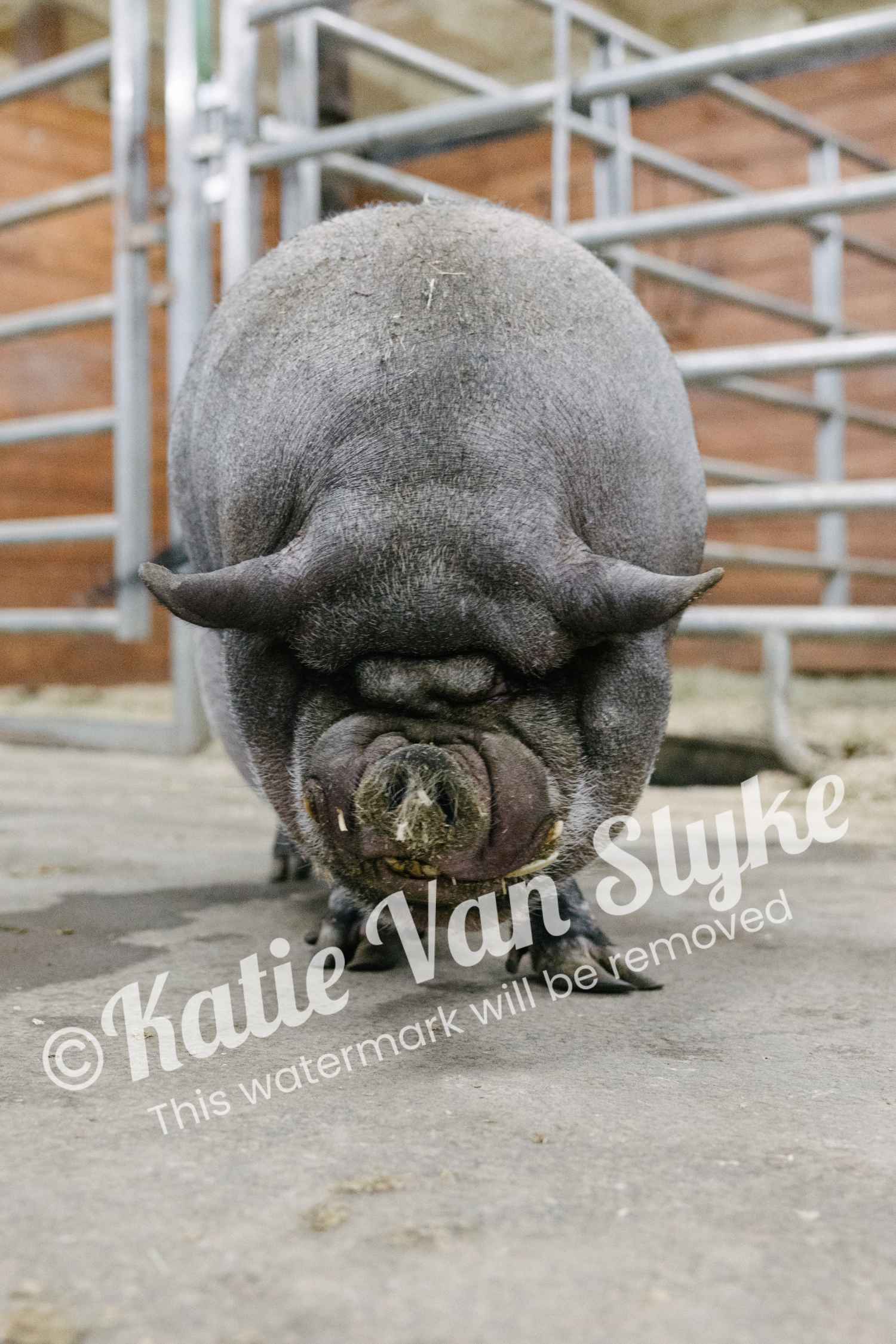 Winston Digital Download by Katie Van Slyke®