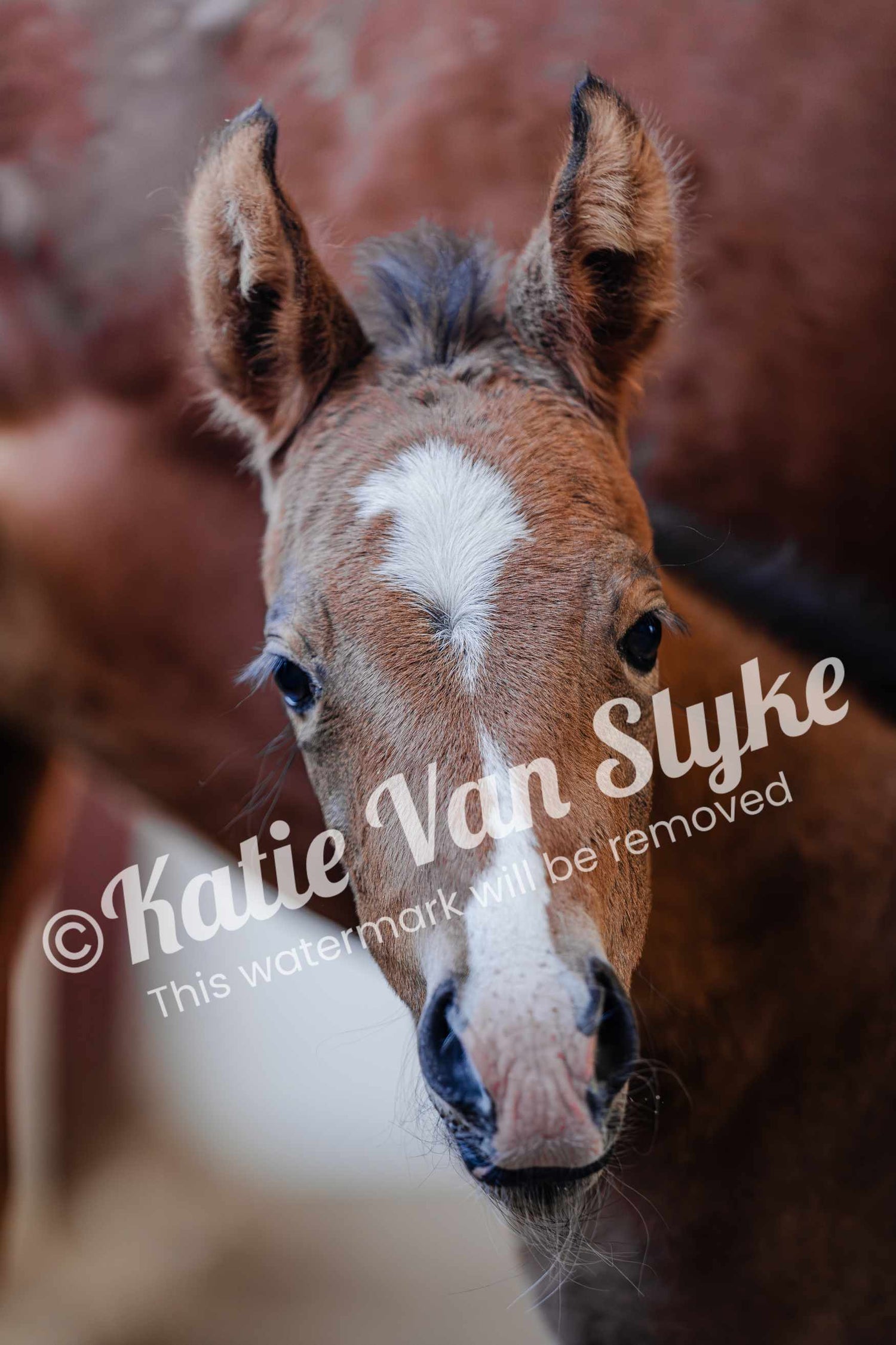 Bobbi Digital Download by Katie Van Slyke®