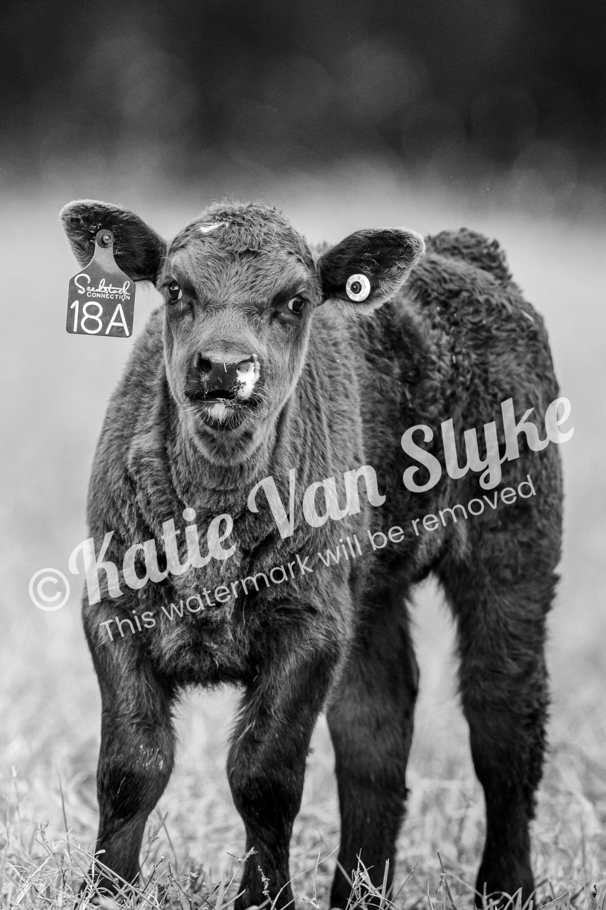 Calf Digital Download by Katie Van Slyke®