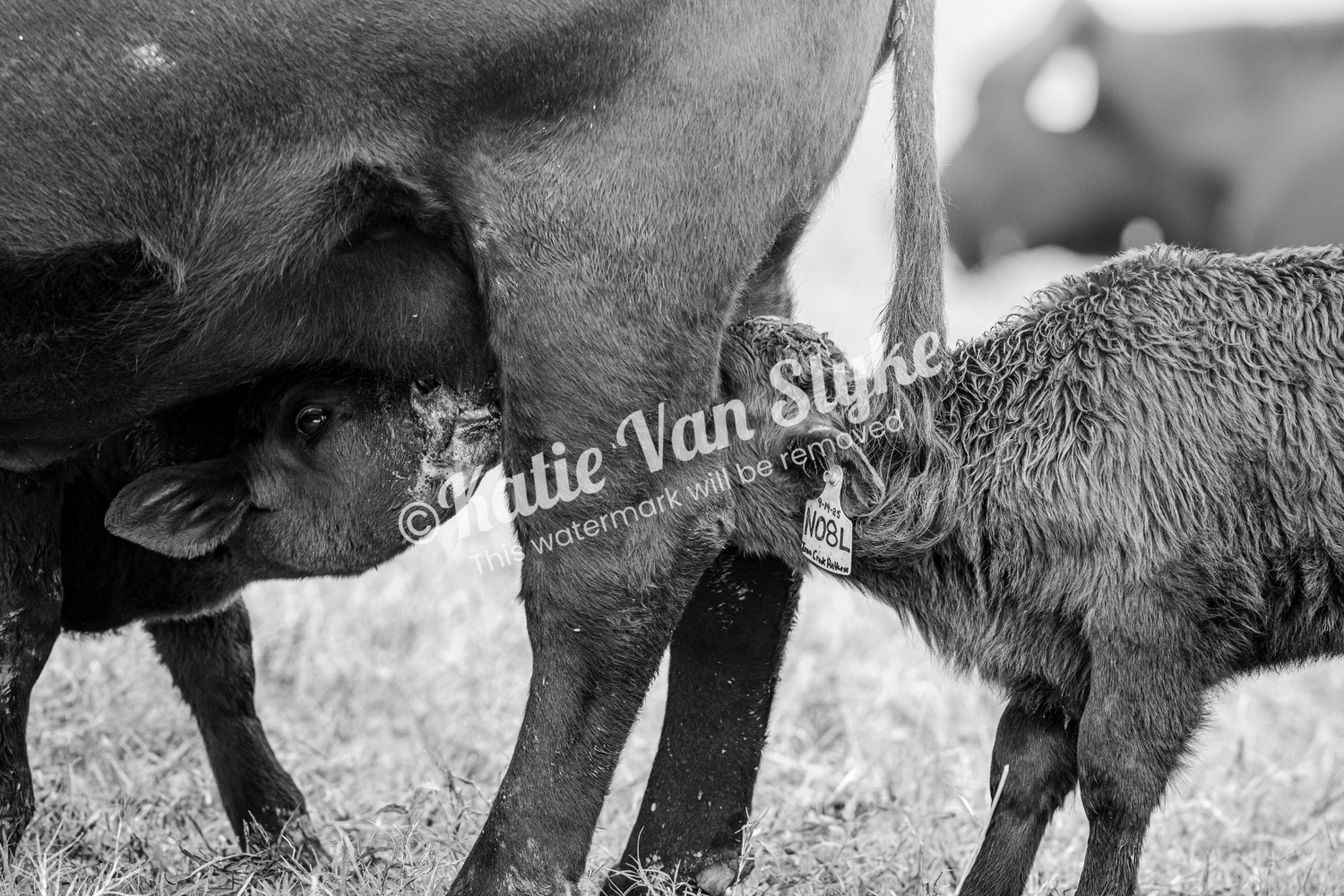 Feeding Calves Digital Download by Katie Van Slyke®