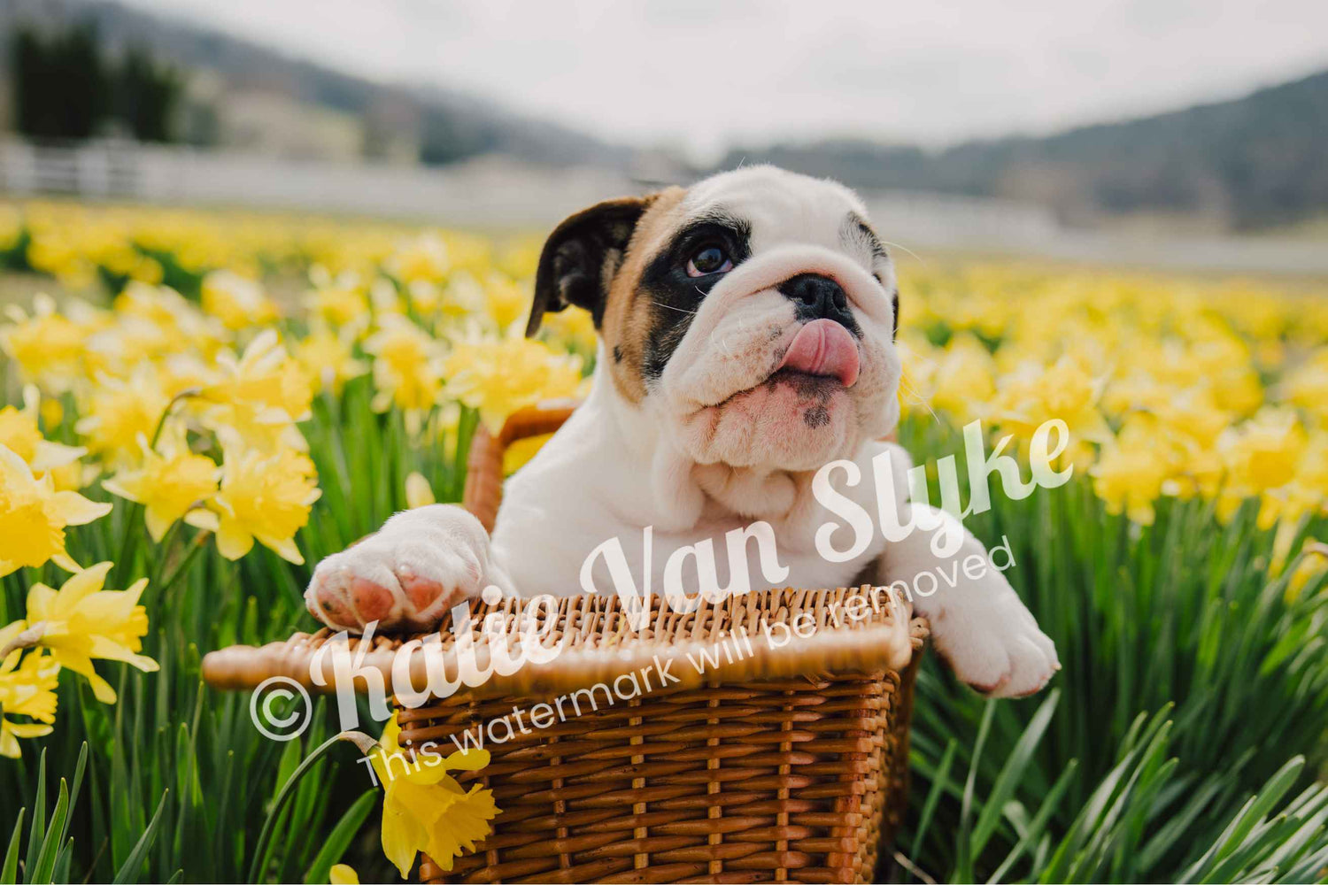 Frankie Digital Download by Katie Van Slyke®