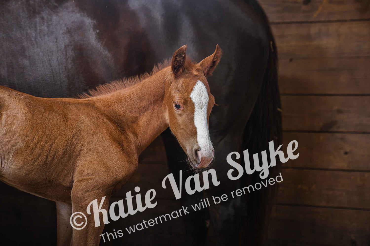Gunner Digital Download by Katie Van Slyke®