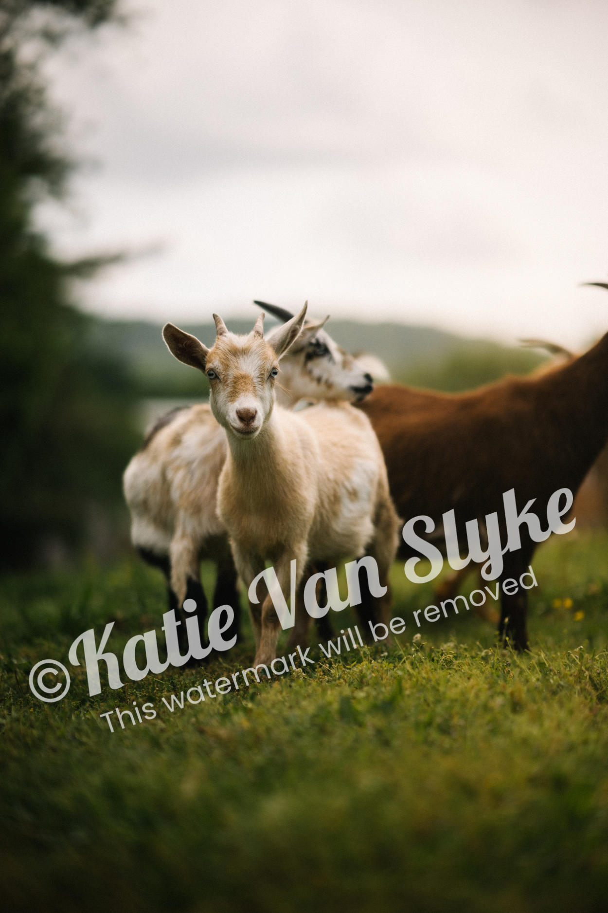 Honey Digital Download by Katie Van Slyke®