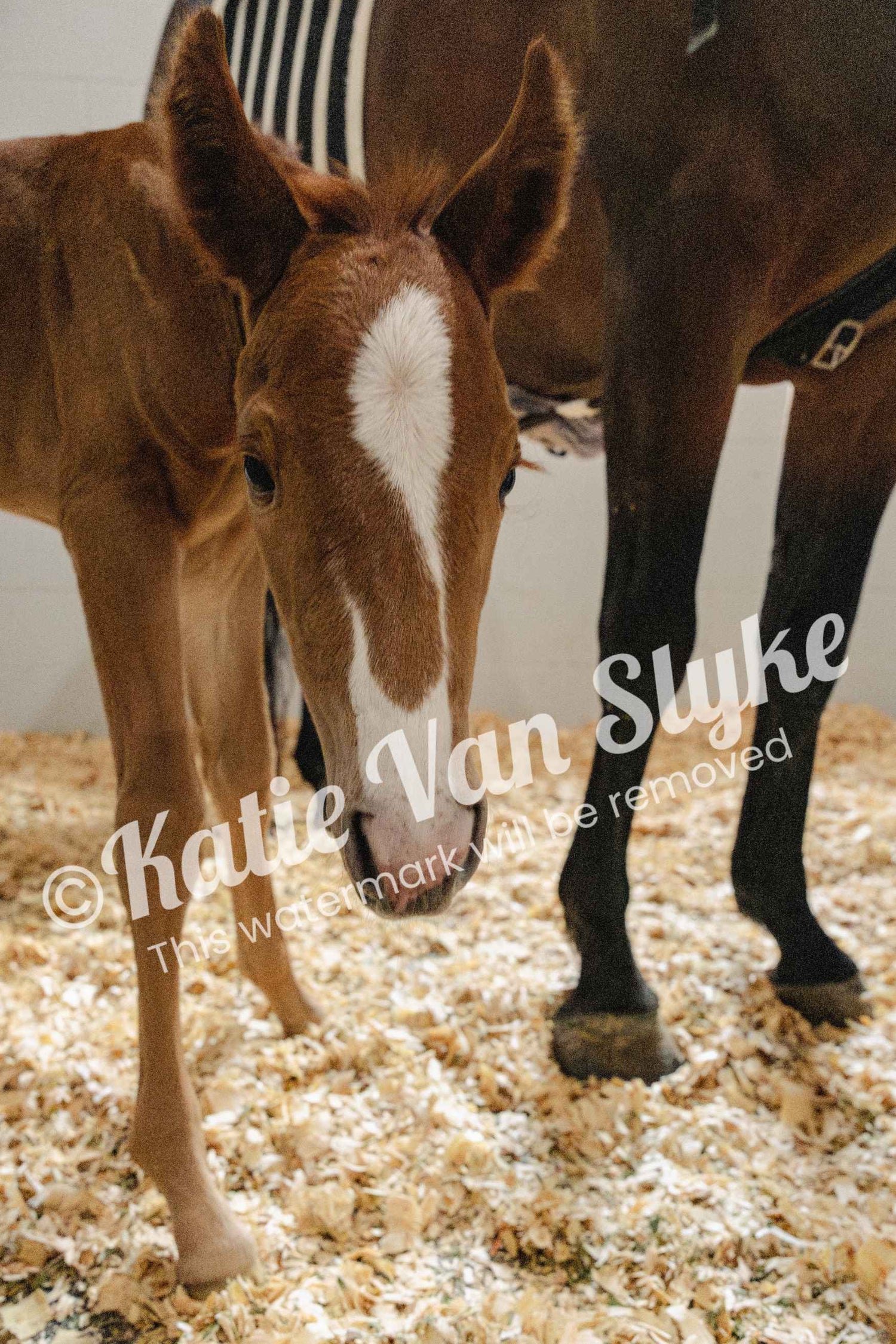 Margot Digital Download by Katie Van Slyke®