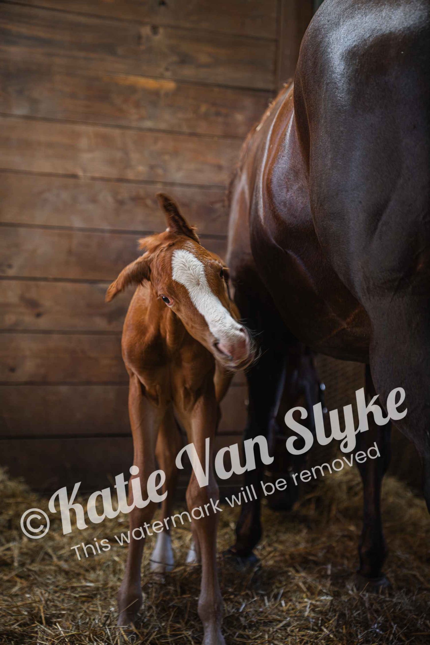 Gunner's Shake Digital Download by Katie Van Slyke®