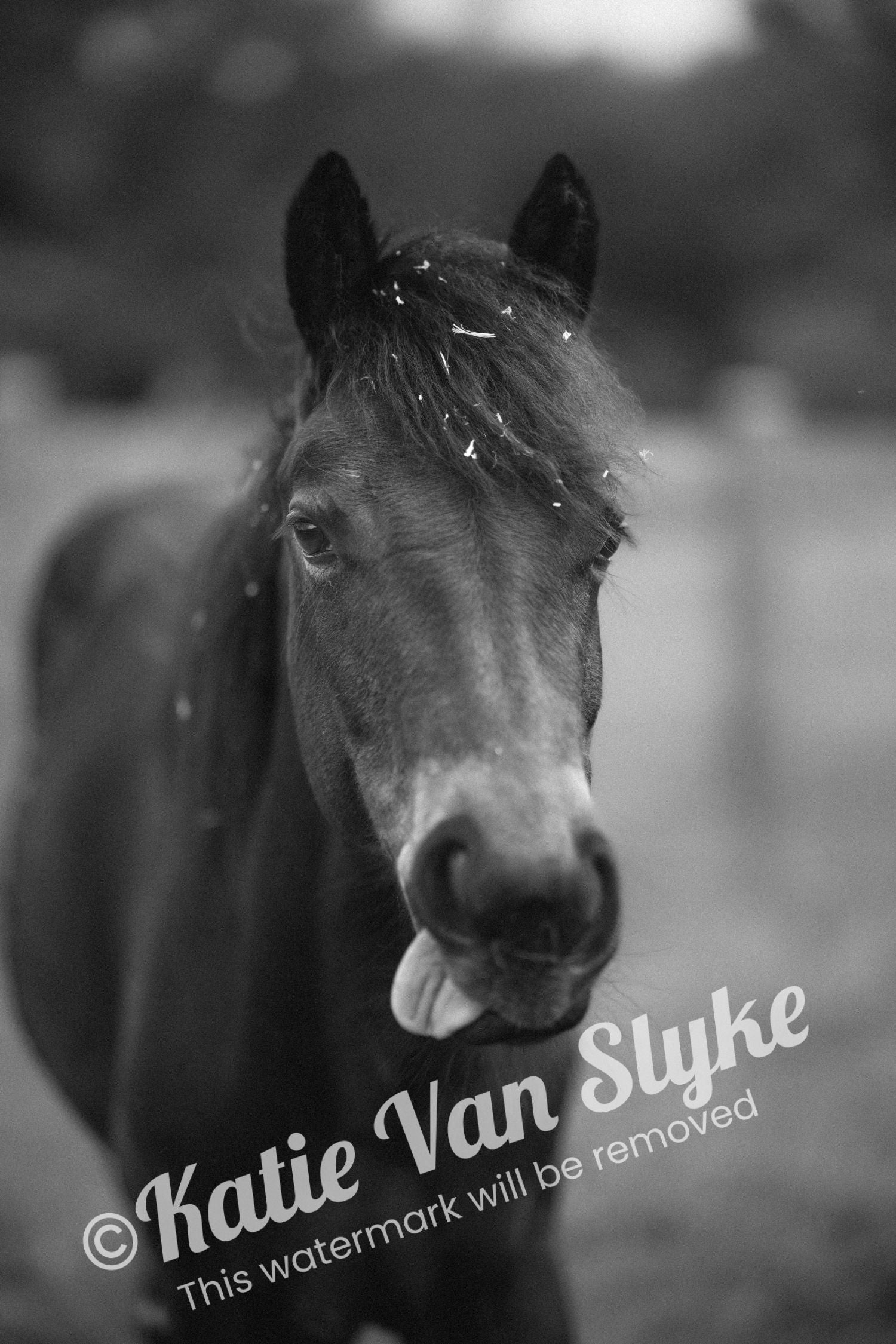 Silly Seven Digital Download by Katie Van Slyke