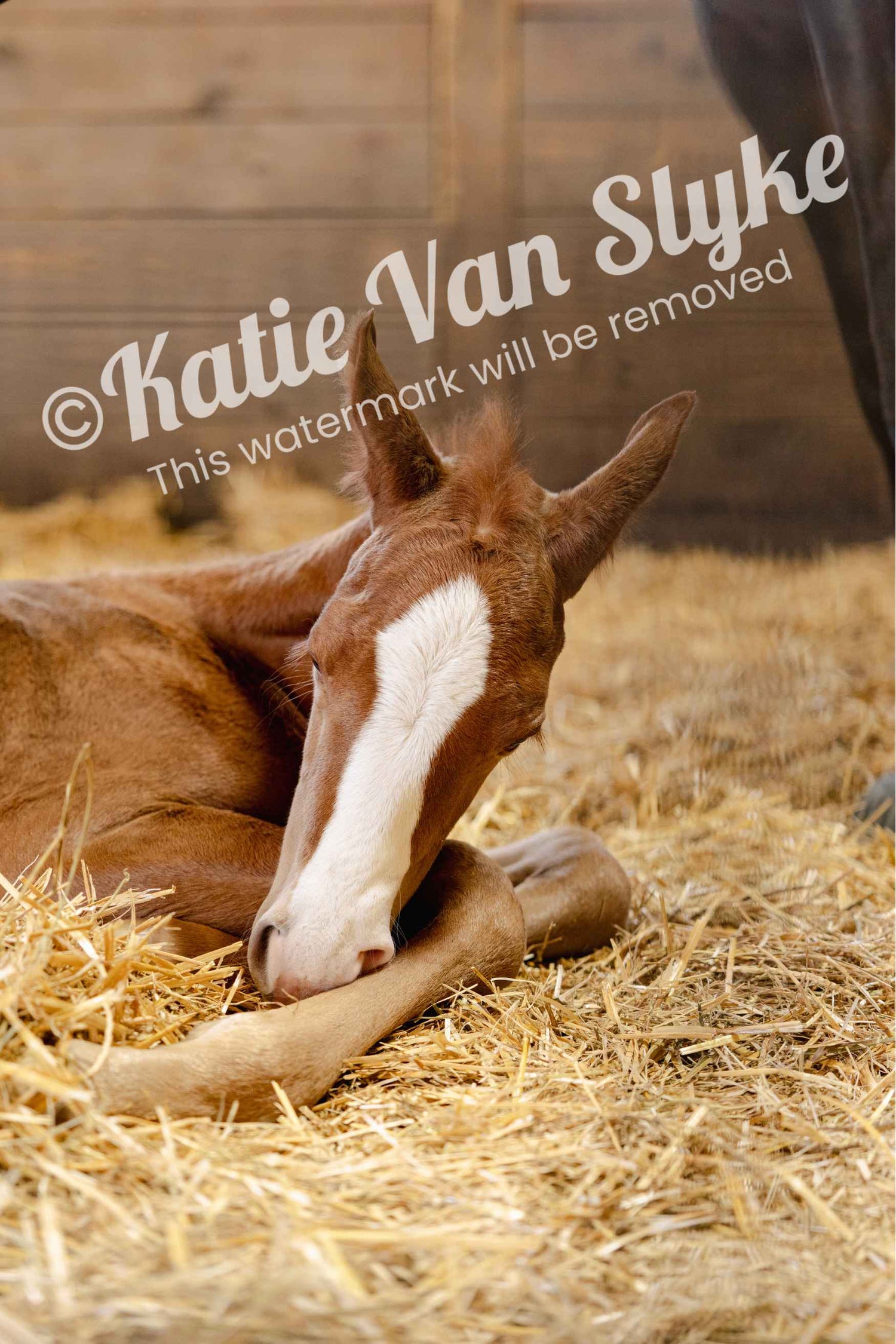 Sleepy Gunner Digital Download by Katie Van Slyke®