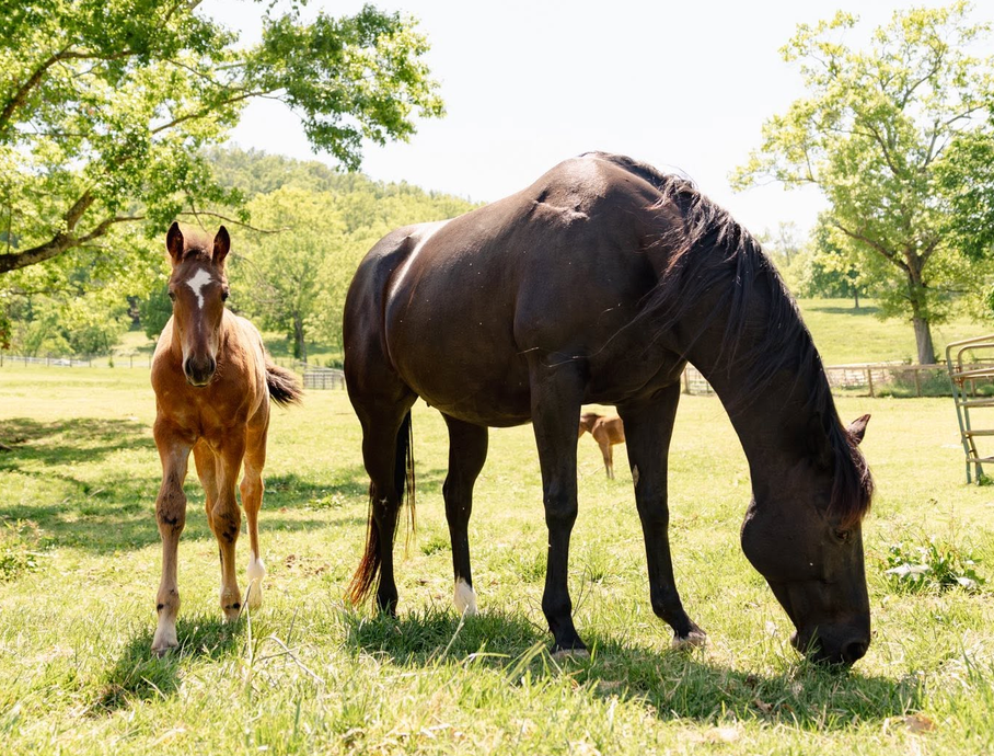 Aged Horse Care
