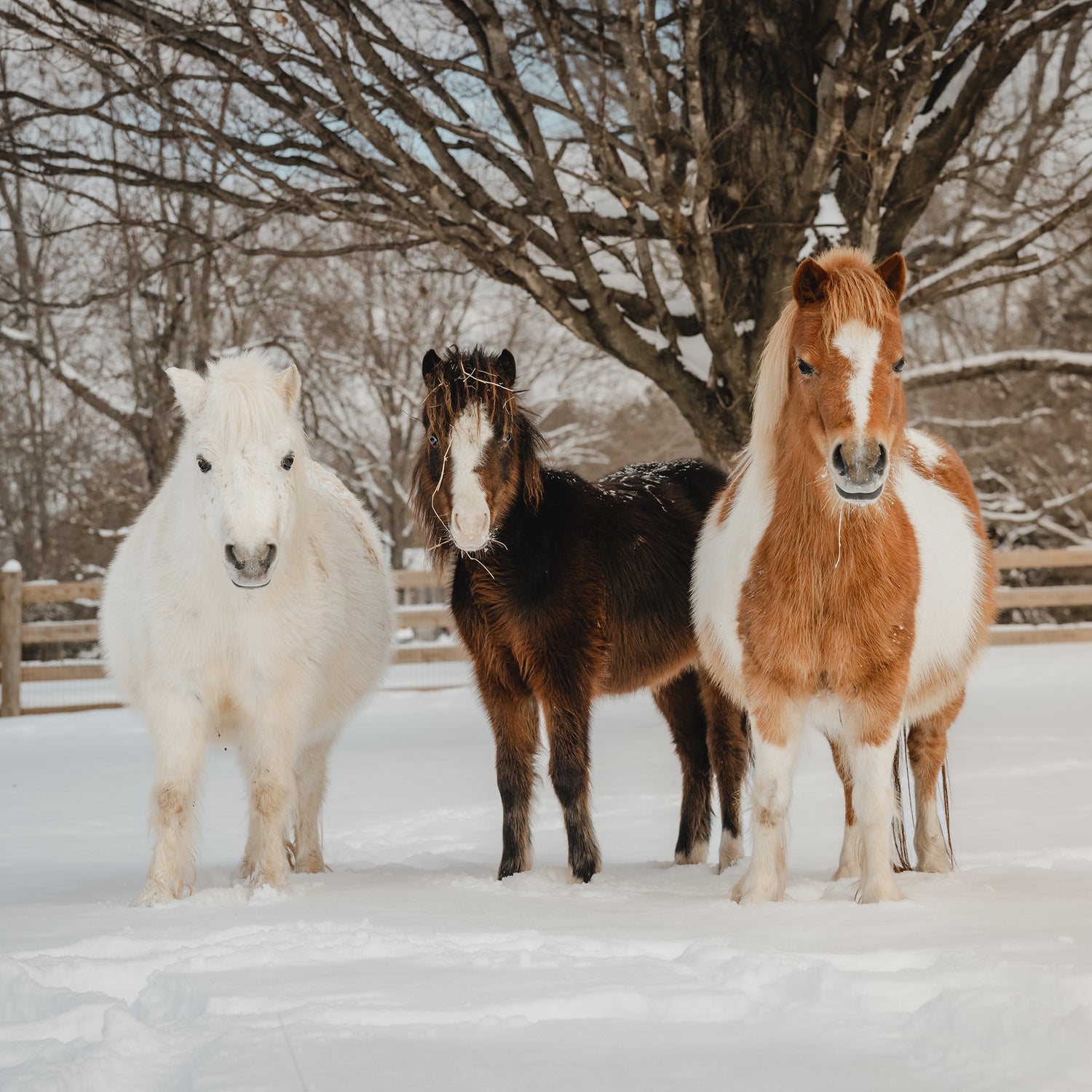 mini horses