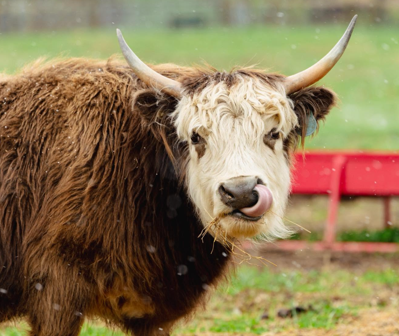 Do Female Highland Cows Have Horns