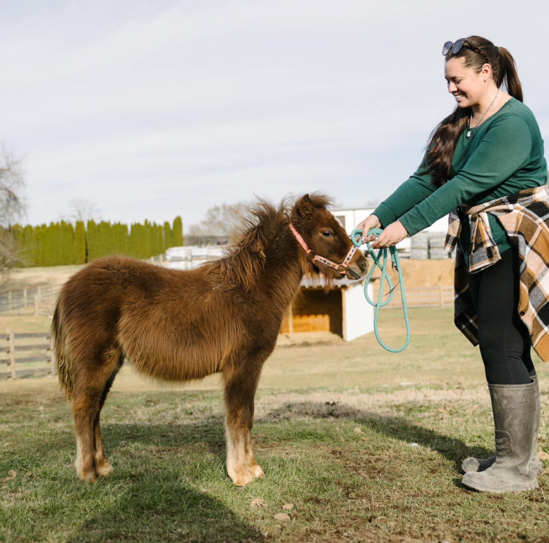 How to Groom a Horse